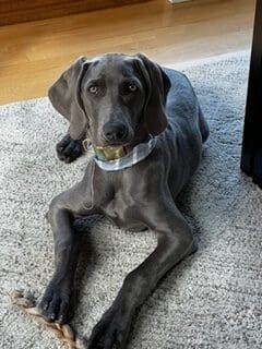 A dog laying on the floor with its head down.